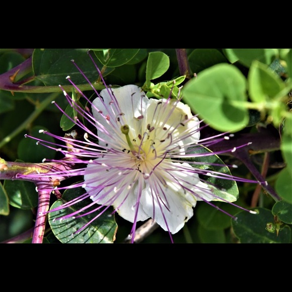 Meet your Posher, Rosemary - Picture 8 of 8